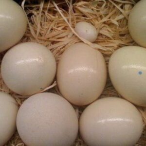 Buy Cockatoo Eggs