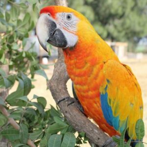 Camelot Macaw Parrots