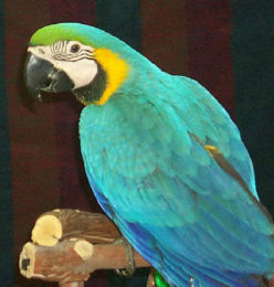 Captain – Blue and Gold Macaw