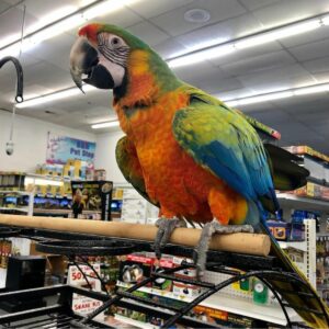 Catalina Macaw Parrots