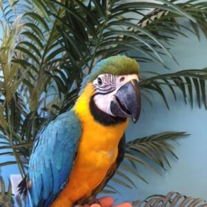 Cherish-Blue & Gold Macaw Parrot