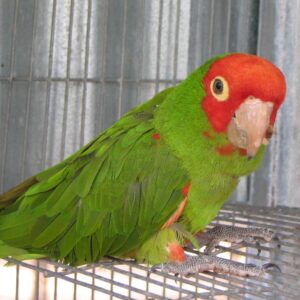 Cherry Headed Conure Parrots For Sale Online - Live Parrots