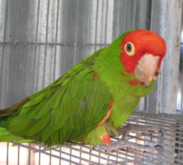 Cherry Headed Conure Parrots For Sale Online - Live Parrots