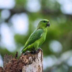 Cinna – Short-tailed parrot