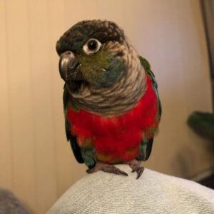 Coby – Crimson Bellied Conure