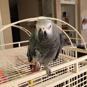 Congo African Grey Parrot