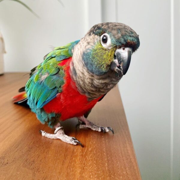 Crimson Bellied Conure Parrots For Sale Online - Live Parrots