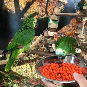 Crowned Amazon Parrot