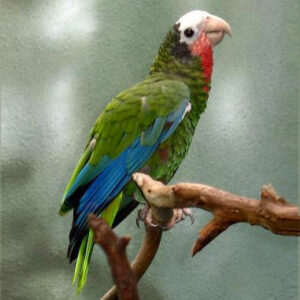 Cuban Amazon Parrot