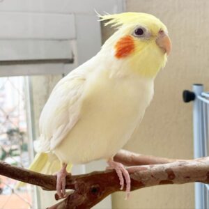 Darla – Cockatiel Cockatoo