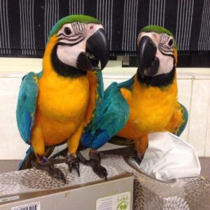 Dave & Dotty-Blue and Gold macaw pair