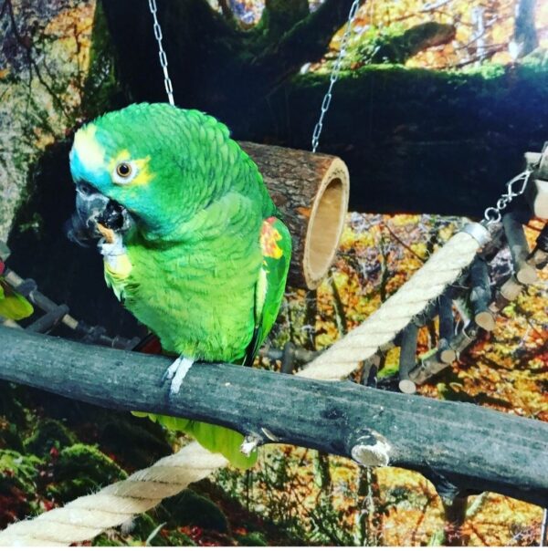 Double Yellow Head Amazon Parrot