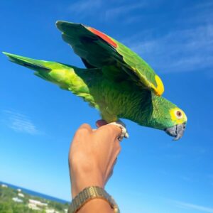 Double Yellow Head Amazon Parrot