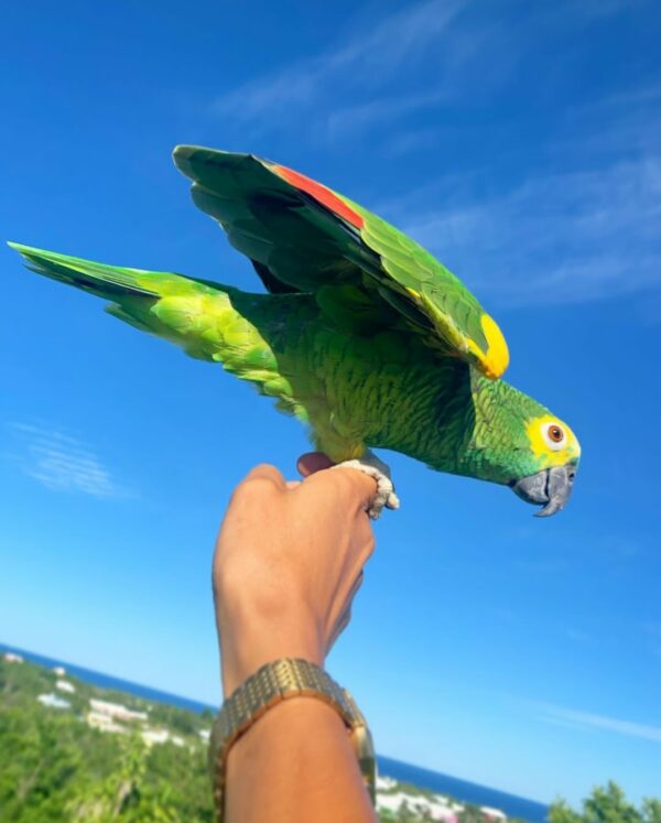 Double Yellow Head Amazon Parrot