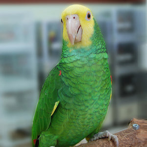 Double Yellow Headed Amazon Parrot