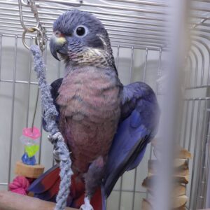 Dusky Pionus Parrots For Sale Online - Live Parrots