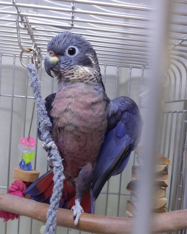 Dusky Pionus Parrots For Sale Online - Live Parrots