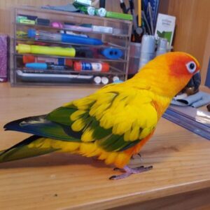 Emma – Sun Conure