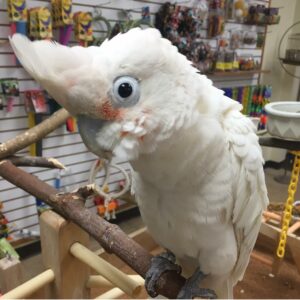 Goffin’s Cockatoo Parrots