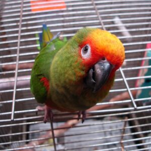 Gold Capped Conure Parrots For Sale Online - Live Parrots