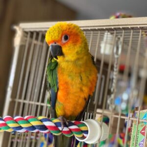 Golden Conure Parrots For Sale Online - Live Parrots