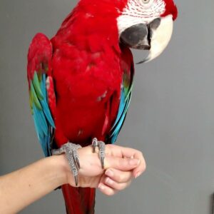 Green-Winged Macaw Parrots