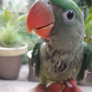 Henry – Alexandrine Parakeet for Sale