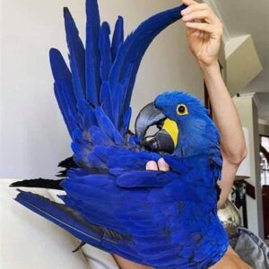 Hyacinth Macaw Parrots