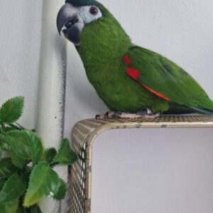 Jasper- Hahn's Macaw Parrot