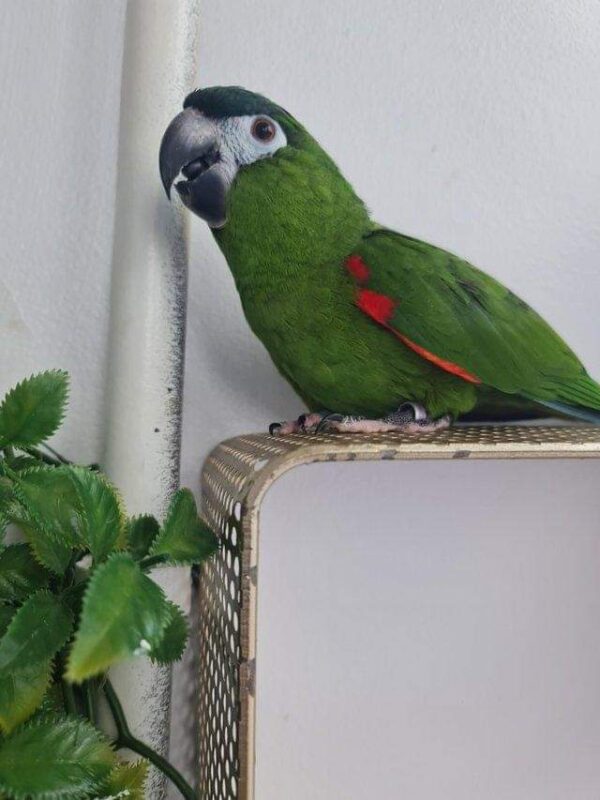 Jasper- Hahn's Macaw Parrot