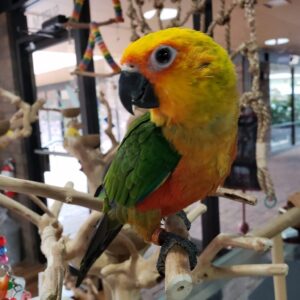 Jenday Conure Parrots For Sale Online - Live Parrots