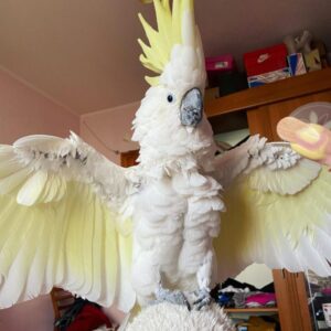 Layla – Yellow Crested Cockatoo