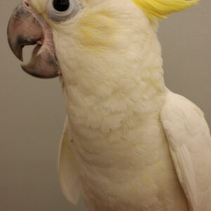 Lesser Cockatoo