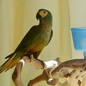 Lexi – Red Bellied Macaw