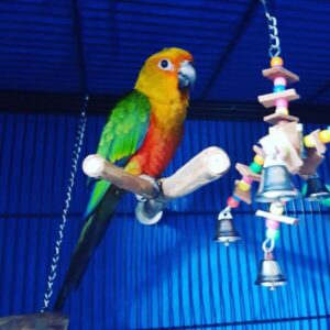 Liam – Jenday Conure