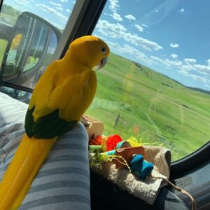 Logan – Golden Conure