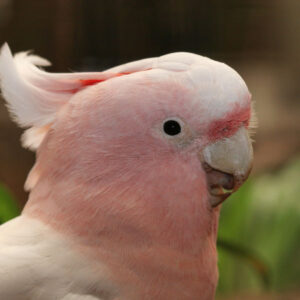 Major Mitchell’s Cockatoo Parrots For Sale Online - Live Parrots