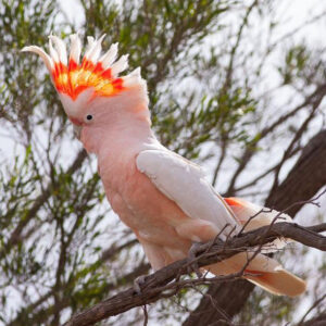 Major Mitchell's Cockatoo