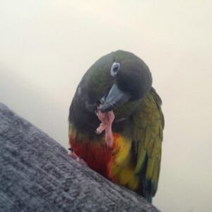 Mason – Patagonian Conure