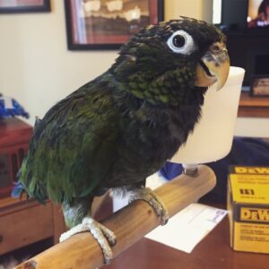 Maximilian’s Pionus Parrots For Sale Online - Live Parrots