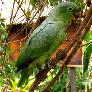 Mealy Amazon Parrot