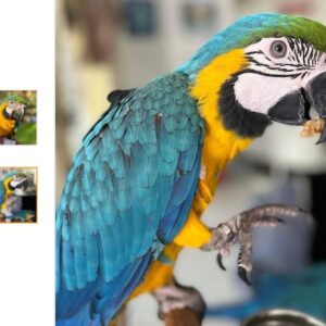 Medina-Blue & Gold Macaw Parrot