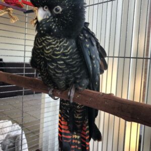 Mercy – Red Tailed Black Cockatoo