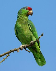 Mexican Red Headed Amazon Parrots For Sale Online - Live Parrots