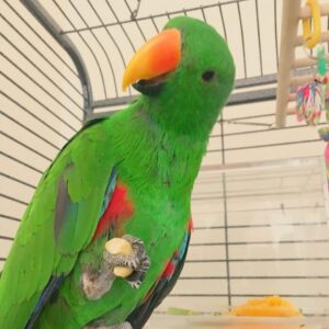 Mia – Eclectus Parrot