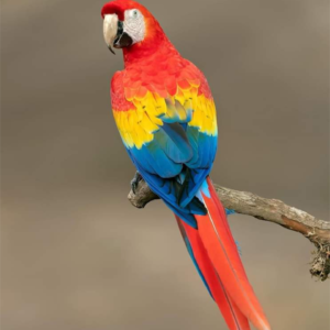 Mickey- Rainbow Macaw Parrot