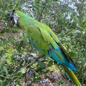 Mutation Buffon Macaw Parrots