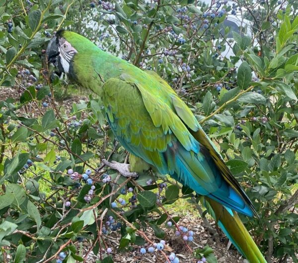 Mutation Buffon Macaw Parrots