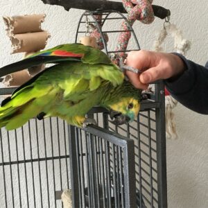 Orange Winged Amazon Parrot