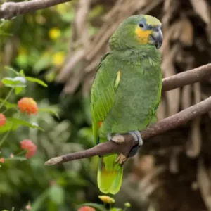 Orange Winged Amazon Parrots For Sale Online - Live Parrots